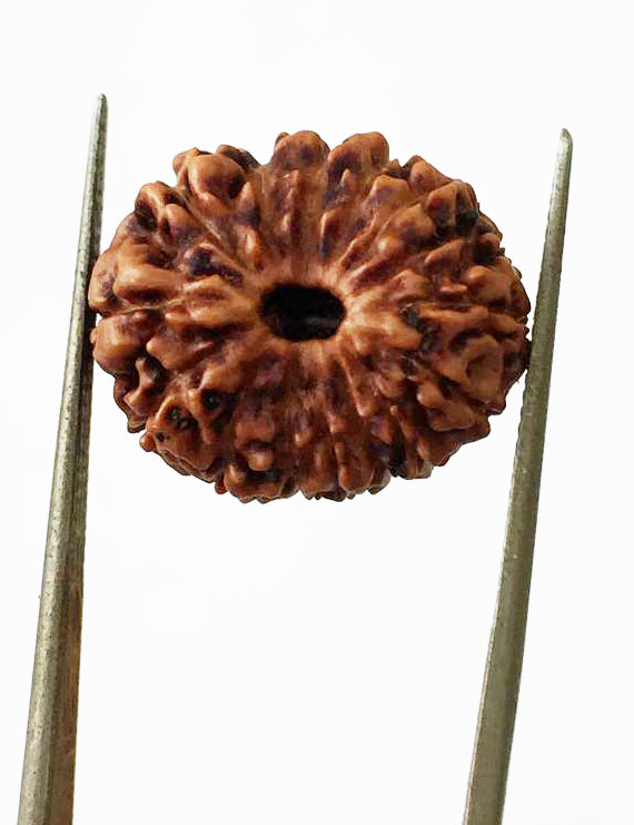 15 Mukhi Indonesian Rudraksha Premium Quality Size- 17 mm